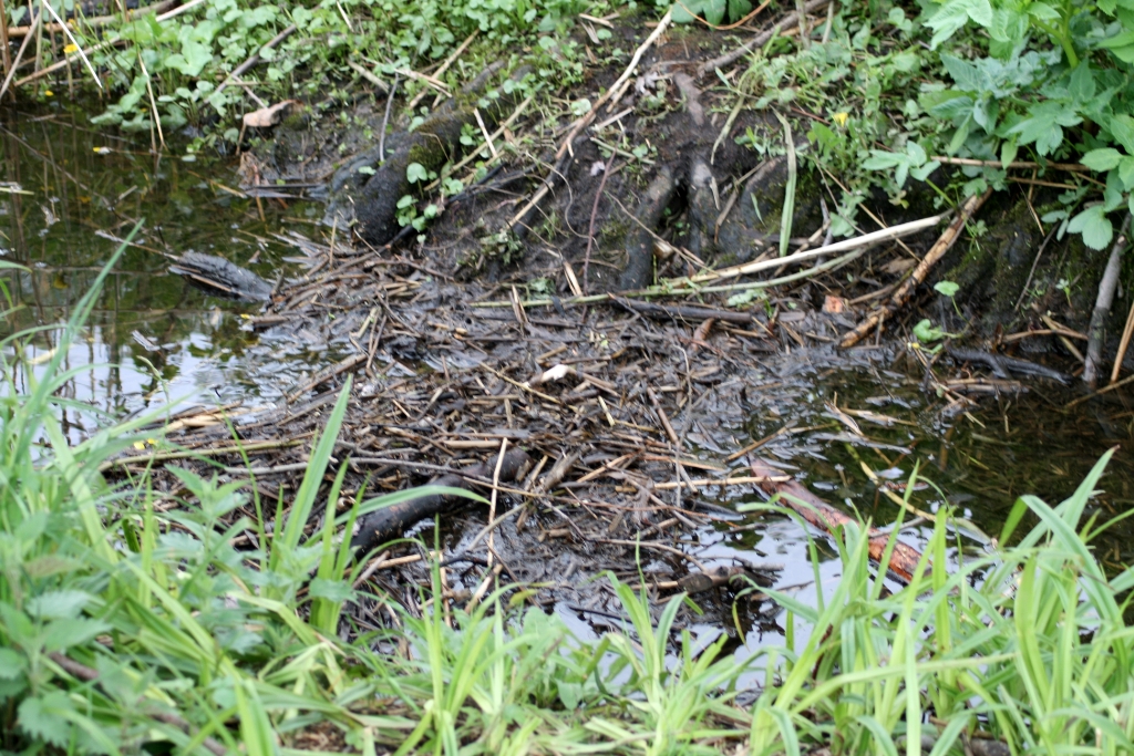 VWG vogelreis Oost Duitsland mei 2010 349